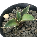 (観葉植物)一点物 アガベ チタノタ 恐竜牙歯 台湾株 AT-22(1鉢)