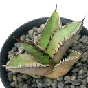 (観葉植物)一点物 アガベ チタノタ 黒火焔 台湾株 AT-32(1鉢)