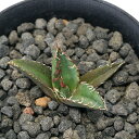(観葉植物)一点物 アガベ チタノタ 凱撤 台湾株 AT-35(1鉢)