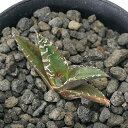 (観葉植物)一点物 アガベ チタノタ 凱撤 台湾株 AT-38(1鉢)