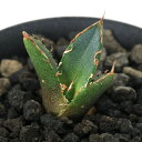 (観葉植物)一点物 アガベ チタノタ 鬼爪 台湾株 AT-82(1鉢)