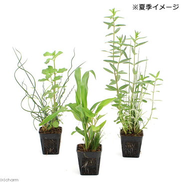 （ビオトープ）水辺植物　メダカが喜ぶ水辺植物！産卵・隠れ家用寄せ植え　3号（1ポット）水質浄化