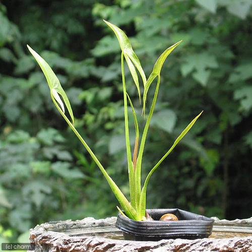 （ビオトープ）水生植物 クワイ（5ポット） 抽水植物（休眠状態）