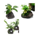 (水草)置くだけ簡単 水草付き溶岩石3種セット(ミクロ・アヌビアス・有茎草)(水上葉)