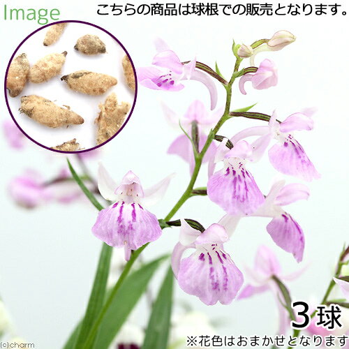 （山野草）球根売り　ウチョウラン（羽蝶蘭）　花色おまかせ（3球）【HLS_DU】