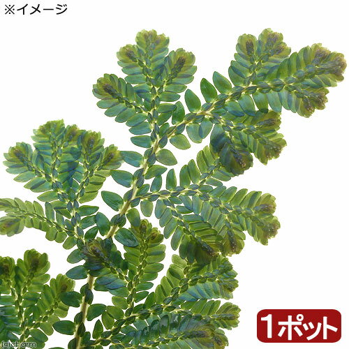 （テラリウム）セラギネラ ウィルデノウィー パハン産（1株）