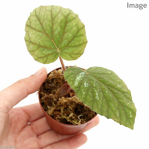 �ʥƥ�ꥦ��˥٥��˥�sp��Thailand��1�ݥåȡ˸���٥��˥����̳�ƻ���彣�Ҷ������ݲ�