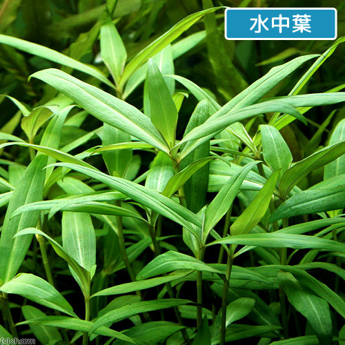 （水草）フロスコパ　スカンデンス（水上葉）（無農薬）（20本）