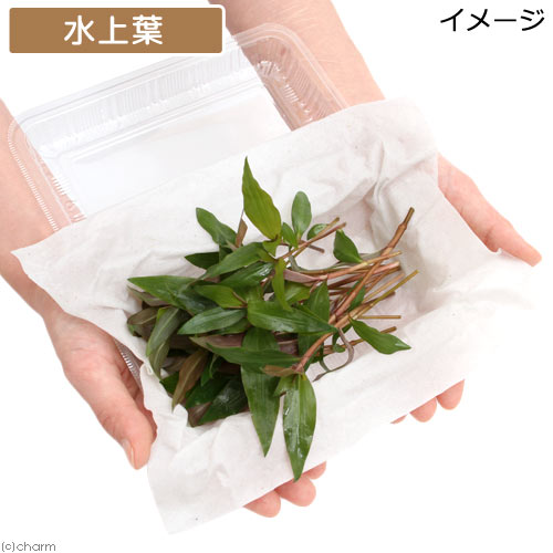 （水草）フロスコパ　スカンデンス（水上葉）（無農薬）（20本）