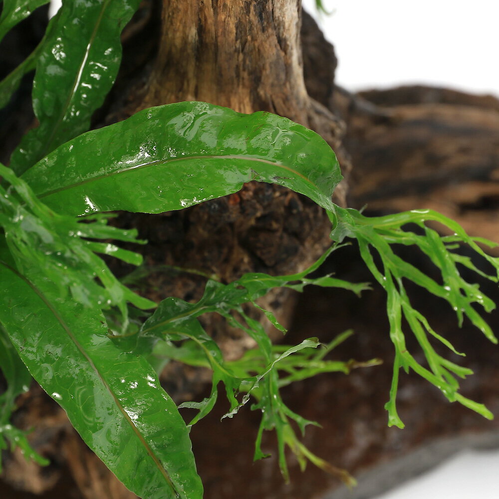 �ʿ�����֤�������ñ���쥤������ή�ڡ��ߥ������ꥦ��2���աʿ���աˡ�1�ġ�