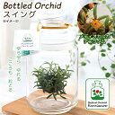 (観葉植物)洋ラン ボトルドオーキッド スイング メディオカルカ デコラタム 1個 インテリア ガラスボトル テラリウム