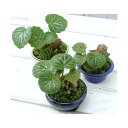 (山野草)盆栽 和盆栽 ユキノシタ 鉢おまかせ(3鉢)