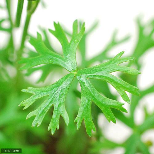 （水草）ラヌンクルス　イヌンダタス（水上葉）鉢植え（無農薬）（3鉢）