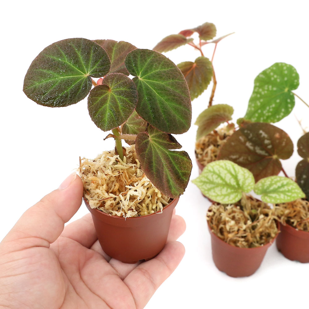 �ʥƥ�ꥦ��ˤ��ޤ���������٥��˥���1�ݥåȡˡ��̳�ƻ���彣�Ҷ������ݲ�