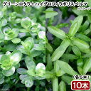 (水草)ビギナー向け水草 2種セット(グリーンロタラ+ハイグロフィラポリスペルマ)(水上葉)(各5本)