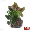 人気の置くだけ簡単シリーズ！！（水草）Plants　Arrangement　ザ　ボンサイ　Ver．アヌビアス　ナナボンサイ（1個）販売単位個発送サイズ石サイズ　8〜12cm残留農薬状態残留農薬処理済学名（※）Anubias　nana　bonsai（※）…改良品種や学名が不明の種は流通名での記載の場合があります。分類サトイモ科（Araceae）アヌビアス属（Anubias）どんな種類？育成難易度　→　★★☆☆☆・商品の特徴高さ30cm以上の水槽にお勧めです。そのまま水槽のお好みの場所にそっと置くだけの簡単設置！状態のよい水上葉の寄せ植えに、アヌビアスをビニタイで巻いた物です。・アヌビアスハイグロフィラ、アマゾンソードと並んで水草の入門種に挙げられる代表的な種類で、丸い葉が魅力的です。石や流木に着生（張り付く）する性質がある点、水質に幅広く対応し、低光量にも強く、CO2の添加も必要ないことから幅広い用途に使用できる種類です。アヌビアスをメインとした水槽は非常に落ち着いた印象を与えます。着生すると言う性質を利用すれば立体的なレイアウトを作成したり、底床が薄くなりがちで、対応器具も少なめで本格的に水草を楽しむにはパワー不足となりやすい小型水槽においても本格的なレイアウトを楽しめる1種です。肥料は必要無く、逆にどちらも抑え気味の方が綺麗に育てることができます。CO2の添加が無くても問題なく育ちますが、添加をした方が成長が早いです。コケが付きやすいのですが、葉はしっかりしており食害を受けることがあまり無いので、ヤマトヌマエビやオトシンネグロ等のコケ取り能力の高い生体を多めに入れましょう。着生させる際は既に伸びている根は出来るだけ短くカットしてしまいます（伸びた根には物に張り付く力がありません）。有茎草の様に光に向かって成長する事が無い為、観賞に適した位置になるように調整して構いません。くくり付ける場合は、ウッドタイト等の使用がお勧めです。糸状のものは着生する前に腐ってしまったり、株を傷めたりすることがあるのであまりお勧めできません。環境や維持についてはうるさい所は無いのですが、急な温度変化（特に低水温）や、地下茎のような部分を傷つけたり、通水性が悪くゴミや排泄物が大量に溜まった場合、底床に埋め込んでしまった場合は調子を落とす場合があります。また真新しいソイルを使用した水槽や、RO水で維持している水槽など、極端に硬度の低い水槽でもやはり調子を落とすことがあります。育成要件＆データ光量　　　　　→　60cm20W3灯以上CO2　　　　 →　無くても可　1滴／3秒（60cm標準水槽相当）pH　　　　　　→　6〜7．5GH　　　　 　 →　0〜6kH　　　　　　→　0〜6温度　　　　　→　20〜28度底砂　　　　　→　ソイル、砂、大磯推奨水槽　　→　30cm以上　植栽位置　　→　前□■■□□後草姿　　　　　→　サトイモ系、活着系最大草姿　　→　草丈10cm生長速度　　→　遅い増殖方法　　→　株分け※…育成環境は一例です。必ずしもこの環境下であれば育つことを確約するものではございません。注意※表記サイズは目安となります。入荷時期によって多少前後する場合がございます。本商品は巻きたてとなります。品種をお選び頂く事はできませんので、予めご了承下さい。PSBQ10　ピーエスビーキュート　淡水用　30mL5個セット　光合成細菌　バクテリア　熱帯魚（生餌）淡水用　微生物で水質向上セット　エサ用ゾウリムシミックス＋PSBQ10　本州四国限定（エビ）ヤマトヌマエビ（5匹）　北海道・九州航空便要保温（エビ）ミナミヌマエビ（10匹）（＋1割おまけ）　北海道・九州航空便要保温（熱帯魚）オトシンクルス（3匹）　北海道・九州航空便要保温Fe　Energy（エフイーエナジー）　アクア　濃縮タイプ　20mL　（水草の栄養液）形状お任せ　風山石　サイズミックス　5kg　国産品　45cm水槽向け　アクアリウム　レイアウト素材日本動物薬品　ニチドウ　水草が育つCO2リキッド　2本入　（緑） … 熱帯魚　_aqua　水草　溶岩石付　多孔質　wp_kywrd　アヌビアス　ナナ　ゴールデン　ボンサイシリーズ　20180110　NT　Anubias　nana　bonsai　okudakeplants■この商品をお買い上げのお客様は、下記商品もお買い上げです。※この商品には付属しません。■PSBQ10　ピーエスビーキュート　淡水用　30mL5個セット　光合成細菌　バクテリア　熱帯魚（生餌）淡水用　微生物で水質向上セット　エサ用ゾウリムシミックス＋PSBQ10　本州四国限定（エビ）ヤマトヌマエビ（5匹）　北海道・九州航空便要保温（エビ）ミナミヌマエビ（10匹）（＋1割おまけ）　北海道・九州航空便要保温（熱帯魚）オトシンクルス（3匹）　北海道・九州航空便要保温Fe　Energy（エフイーエナジー）　アクア　濃縮タイプ　20mL　（水草の栄養液）形状お任せ　風山石　サイズミックス　5kg　国産品　45cm水槽向け　アクアリウム　レイアウト素材日本動物薬品　ニチドウ　水草が育つCO2リキッド　2本入　（緑）