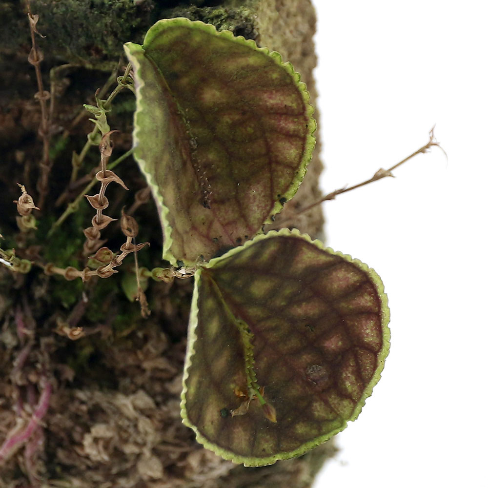 �ʥƥ�ꥦ����Υ�󡡥�ѥ�ƥ��������ǥ���������1���ˡ��̳�ƻ�Ҷ������ݲ�