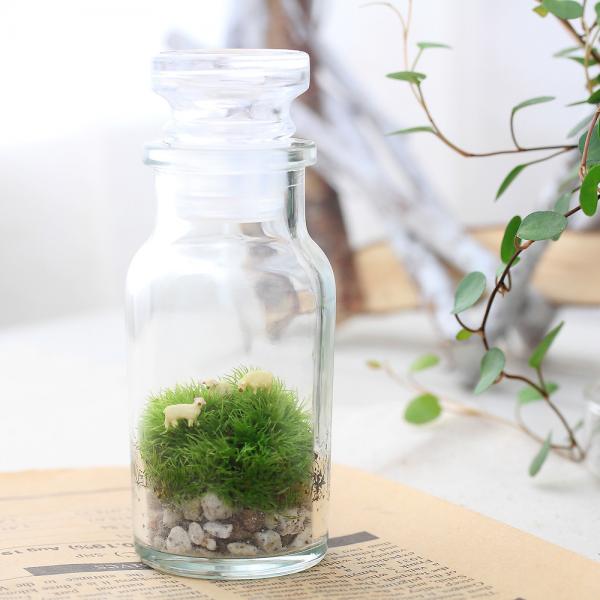 苔Terrarium 羊の丘 テラリウムキット