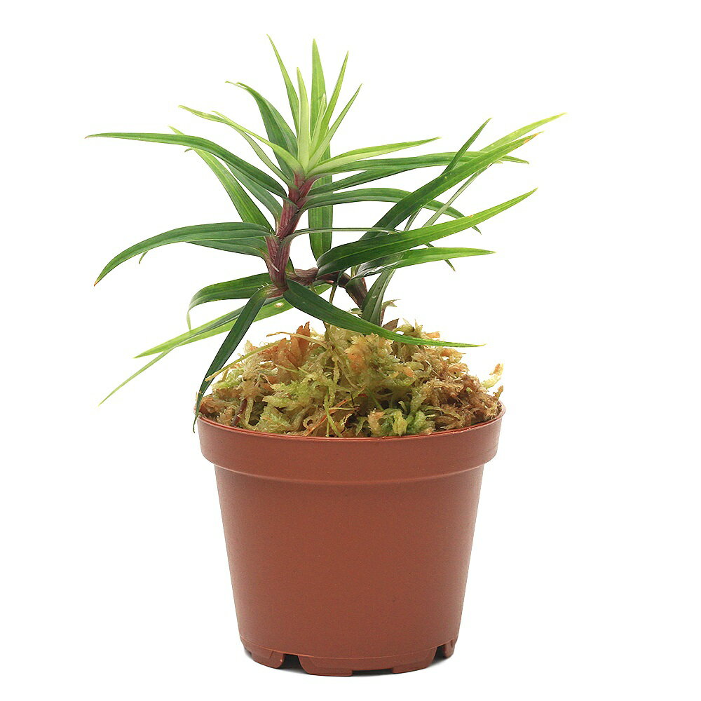 �ʥƥ�ꥦ��˥ե쥤���ͥƥ���sp����1�ݥåȡˡ��̳�ƻ���彣�Ҷ������ݲ�