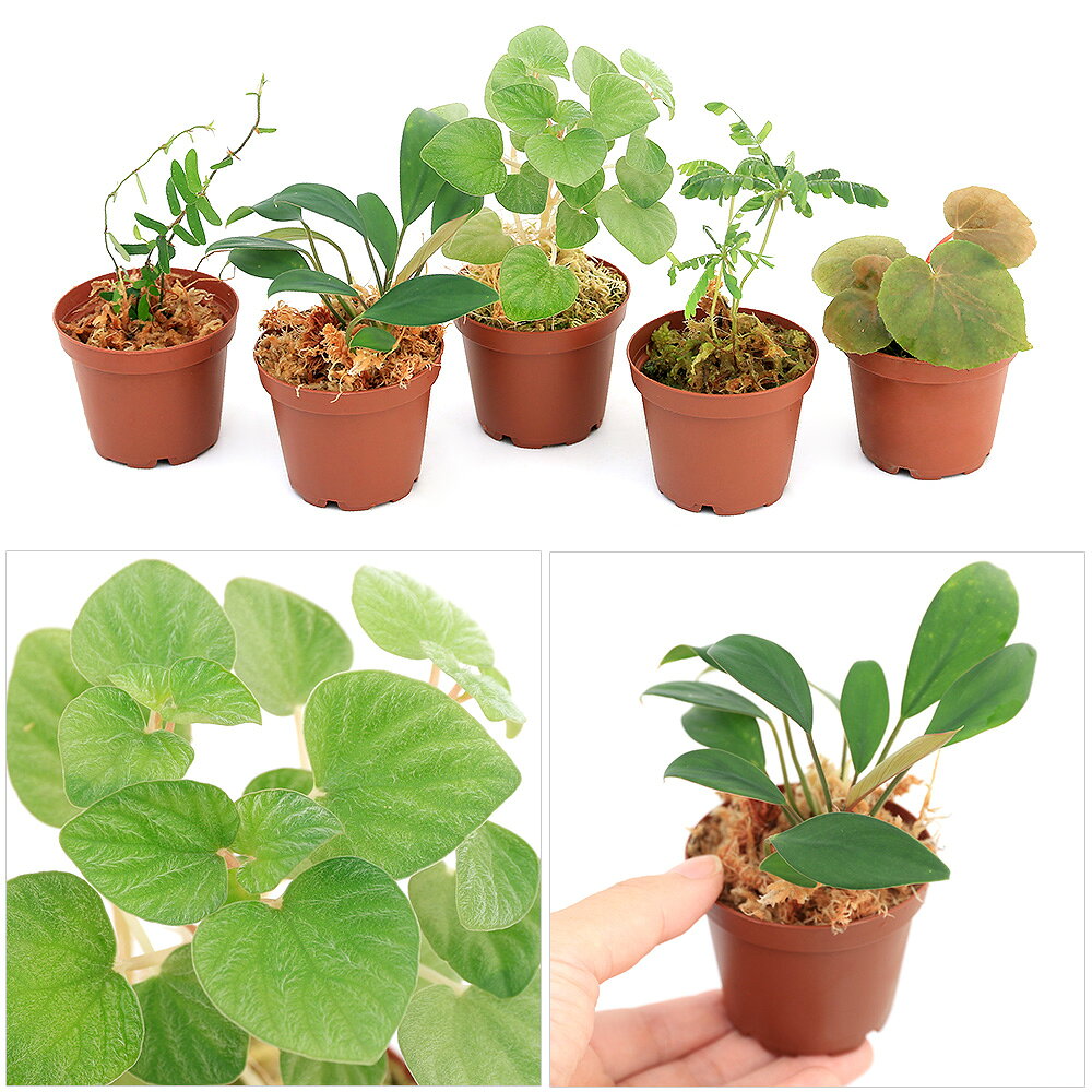（テラリウム）おまかせ熱帯植物（1ポット）