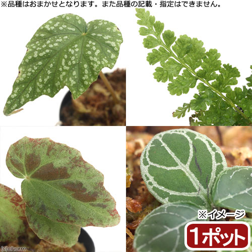 （テラリウム）おまかせ熱帯植物（1ポット）