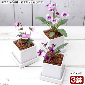 （山野草）おまかせスミレ　陶器鉢植え　ニューダイスS　WH（3鉢）　受け皿付き　鉢植え　おしゃれ　室内　プレゼント【HLS_DU】