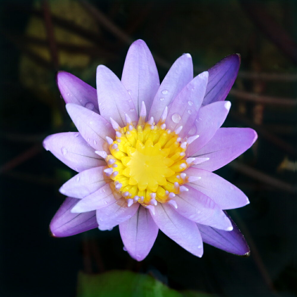 （ビオトープ）睡蓮　熱帯性睡蓮（スイレン）（紫）　ミロク（1ポット）（ムカゴ種）のサムネイル