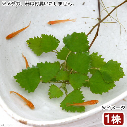 （ビオトープ）水生植物　ヒメビシ（1株）　浮葉植物