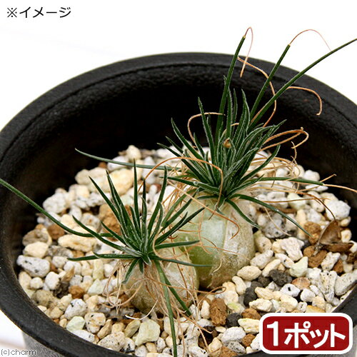 （観葉植物）オーニソガラム　サルディエニー　1株入り　2．5号（1鉢）