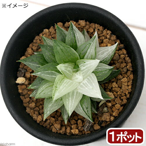 （観葉植物）ハオルチア　氷砂糖　2．5～3号（1鉢）