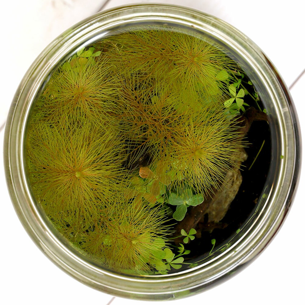 �ʿ���˻�ξ����ʥ������ꥦ�ࡡ���ܥȥ�쥤�����ȥ��åȡ������С��ʿ���աˡ��ܽ��͹����