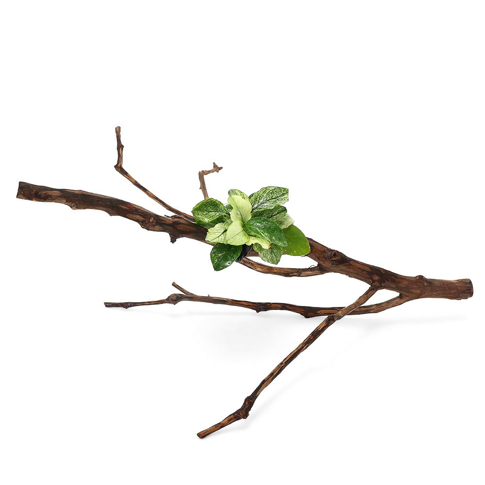 （水草）アヌビアスナナ　斑入り　枝状流木付　Mサイズ（水上葉）（1本）（20cm～）