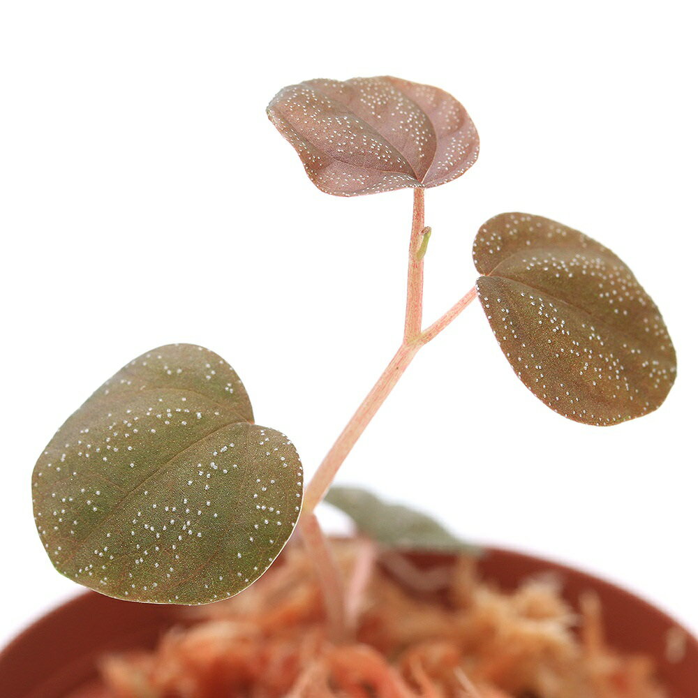 （テラリウム）ペペロミア　アントニアナ（1ポット）　北海道・九州航空便要保温