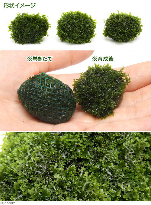 （水草）★育成済★　プレミアムグリーンモス　ボール（水中葉）（無農薬）（3個）