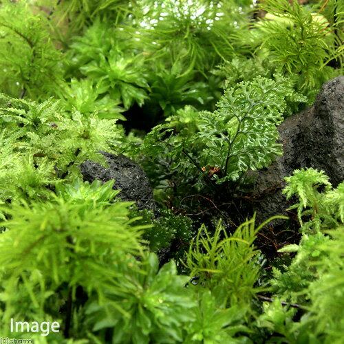 �ʥƥ�ꥦ��˥����䥳�����Υ֡�̵�����ˡ�1�ѥå�ʬ��