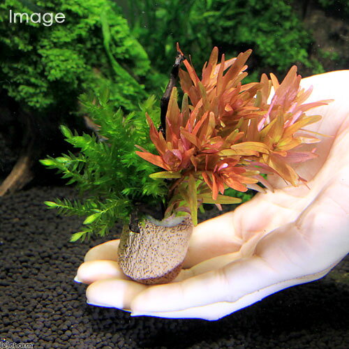 charm 楽天市場店の（水草）ライフマルチ（茶）モス付き赤系有茎草　クリスマスカラー（水中葉）（2個）｜アングル3
