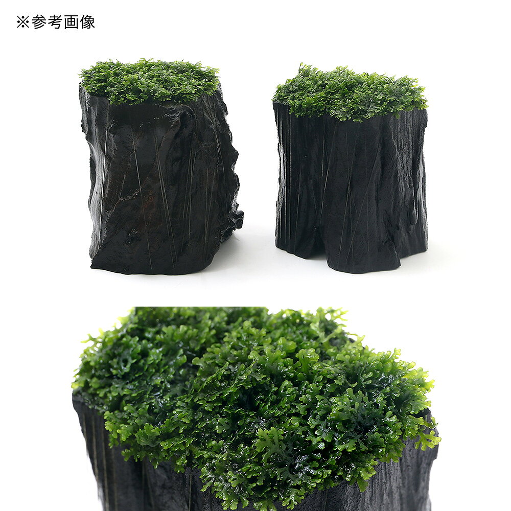 （水草）★育成済★　プレミアムグリーンモス　切り株流木Highタイプ（幅4〜9cm）（...