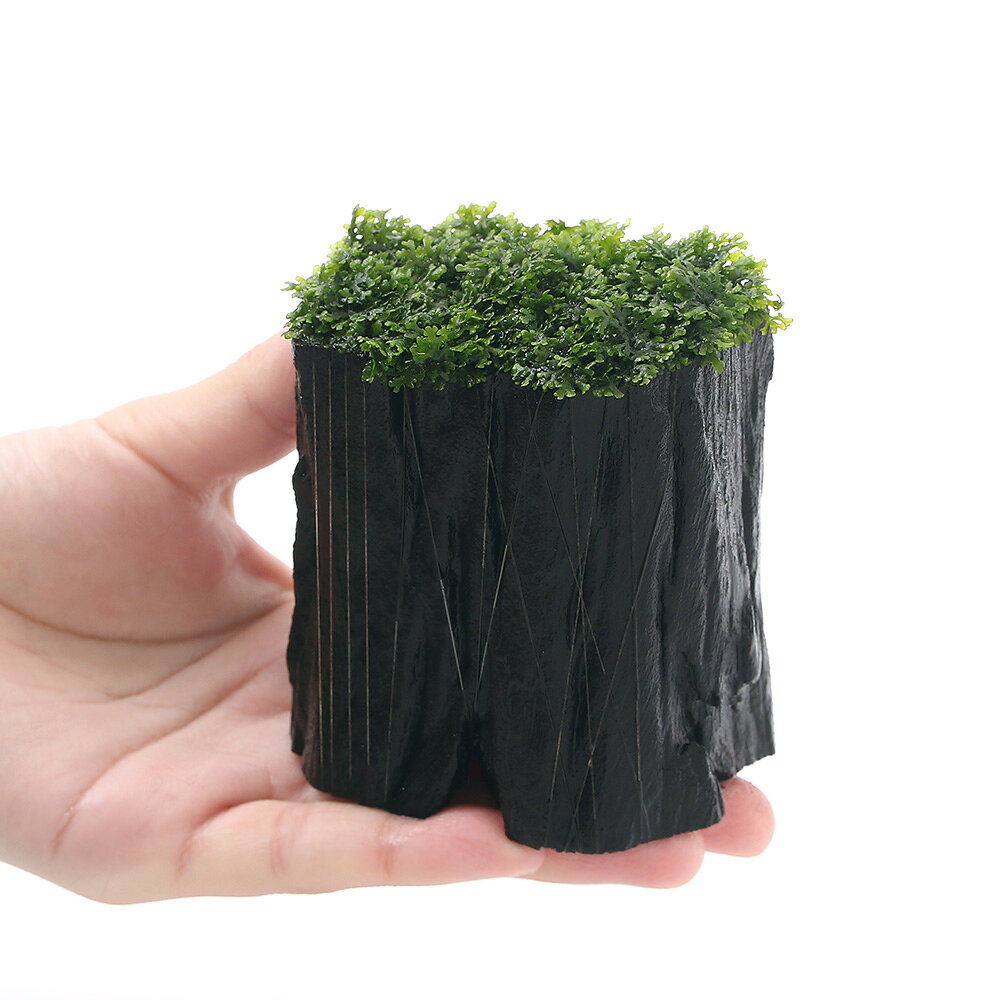 （水草）★育成済★　プレミアムグリーンモス　切り株流木Highタイプ（幅4〜9cm）（...