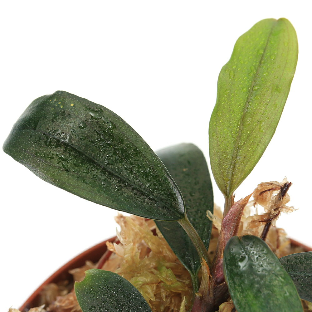 ※ブセファランドラの採取者などに関してのお問い合わせはご回答ができません。ご了承ください。コレクション性の高い、流木などに活着する大人気水草です！ブセファランドラsp．シルビア（無農薬）（水上葉）（1株）発送サイズ（1株）葉の枚数4枚程度※株のみの販売になります。ポットは含まれません。※タグは付属しません。残留農薬状態無農薬別名ブケファランドラ学名（※）Bucephalandra　sp.（※）…改良品種や学名が不明の種は流通名での記載の場合があります。分類サトイモ科（Araceae）ブセファランドラ属（Bucephalandra）分布東南アジアどんな種類？2016年にKN便として入荷したブセファランドラです。サトイモ科（Araceae）の植物。クリプトのような葉が特徴的なボルネオ島の固有種です。本格的に認知され始めたのは2006年頃で、水中育成可能、クリプトコリネのように溶けない、コレクション性が高い点からレイアウトなどに盛んに使われ、一気に定番種として定着した種類です。水中葉はクリプトコリネのような葉を展開します。生長はクリプトコリネ同様に遅めです。葉縁が強く波立つものが多いです。サイズは5cm〜15cm程度と小型ですが、陸生向きの種類だと30cmと大型の種類もあります。様々な産地がリリースされており、レイアウトなど使用可能で、固有の特徴などを持っているため、コレクション性も高く人気も高いです。種類によりますが、多くのブセファランドラは水中育成も可能です。現地では渓流域などに群生しており、岩や流木などに活着しています。育成はそれ程難しくありません。ソイル、砂、大磯など幅広い底床を使用可能です。水槽内ではアヌビアス等が育成できる条件であれば、問題なく育成可能です。成長を促進するには、CO2添加はあったほうがよいでしょう。渓流域などに群生している所から、新しい水を好むため、水換え頻度を多くします。水中で育成していると仏炎苞（ぶつえんぽう）と呼ばれるサイトモ科独特の花を咲かせます。育成などには特に影響はありませんが、気になるようだったら根元からハサミ等で切り取ります。育成要件＆データ育成難易度　→　★★★☆☆光量　　　　　→　60cm20W3灯以上（2400〜3000lm）CO2　　　　 →　1滴／3秒（60cm標準水槽相当）pH　　　　　　→　5〜7GH　　　　 　 →　0〜kH　　　　　　→　0〜温度　　　　　→　20〜28度底砂　　　　　→　ソイル、砂、大磯推奨水槽　　→　30cm以上植栽位置　　→　前□■■□□後草姿　　　　　→　サトイモ系、活着系最大草姿　　→　—生長速度　　→　遅め増殖方法　　→　株分け※…育成環境は一例です。必ずしもこの環境下であれば育つことを確約するものではございません。注意※発送サイズは入荷状況、育成状況により左右いたします。※採取業者等のお問い合わせについて、ご回答できません。※株のみの販売になります。ポットは含まれません。Leaf　CO2　ボンベ　74g　1本　お一人様3点限り　炭酸ボンベ　汎用品　新瓶　二酸化炭素　水草育成　水草　水草水槽魚が簡単に飼える　リーフプロソイル　ノーマル　3L　熱帯魚　用品　お一人様9点限り（熱帯魚）オトシンクルス（3匹）　北海道・九州航空便要保温（エビ・貝）おまかせカノコ貝（3匹）　北海道・九州航空便要保温（水草）おまかせ水草詰め合わせパック　6種（計60本）（水上葉）（無農薬）（1パック）水草トリミング3点セット（水草）置くだけ簡単　ゼオライトリング（グレー）おまかせ水草5種（水上葉）（無農薬）（計5個）（水草）ミニサイズ　Plants　Arrangement　ザ　ボンサイ（水上葉）（無農薬）（1個）（熱帯魚）ビギナー向けおまかせコリドラス（5匹）　北海道・九州航空便要保温 … PF_SPQ　_aqua　熱帯魚　水草　クリプトとその近縁　ブセファランドラsp　水上葉　RS　テラリウム　テラ向け　bnr_busesiju　陰性水草　低光量　サトイモ科　Araceae　ブセファランドラ属　Bucephalandra　ブケファランドラ　2024kouki　20240701　活着　活着水草　ワンポイント　y24m07■この商品をお買い上げのお客様は、下記商品もお買い上げです。※この商品には付属しません。■Leaf　CO2　ボンベ　74g　1本　お一人様3点限り　炭酸ボンベ　汎用品　新瓶　二酸化炭素　水草育成　水草　水草水槽魚が簡単に飼える　リーフプロソイル　ノーマル　3L　熱帯魚　用品　お一人様9点限り（熱帯魚）オトシンクルス（3匹）　北海道・九州航空便要保温（エビ・貝）おまかせカノコ貝（3匹）　北海道・九州航空便要保温（水草）おまかせ水草詰め合わせパック　6種（計60本）（水上葉）（無農薬）（1パック）水草トリミング3点セット（水草）置くだけ簡単　ゼオライトリング（グレー）おまかせ水草5種（水上葉）（無農薬）（計5個）（水草）ミニサイズ　Plants　Arrangement　ザ　ボンサイ（水上葉）（無農薬）（1個）（熱帯魚）ビギナー向けおまかせコリドラス（5匹）　北海道・九州航空便要保温