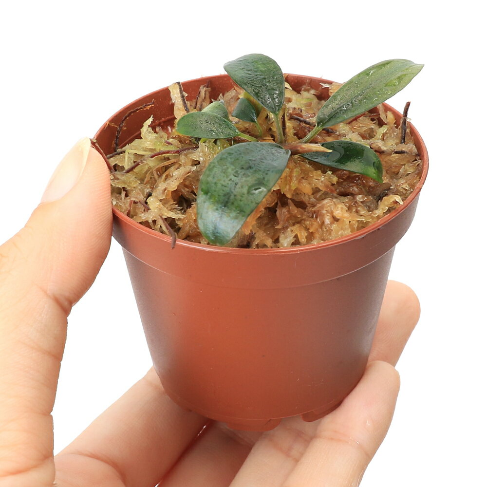 �ʿ���˥֥��ե����ɥ�sp������ӥ���̵�����ˡʿ���աˡ�1����