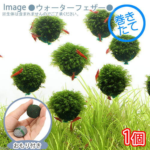 （水草）巻きたて　ウォーターフェザー　バルーン　おもり付き（水中葉）（無農薬...