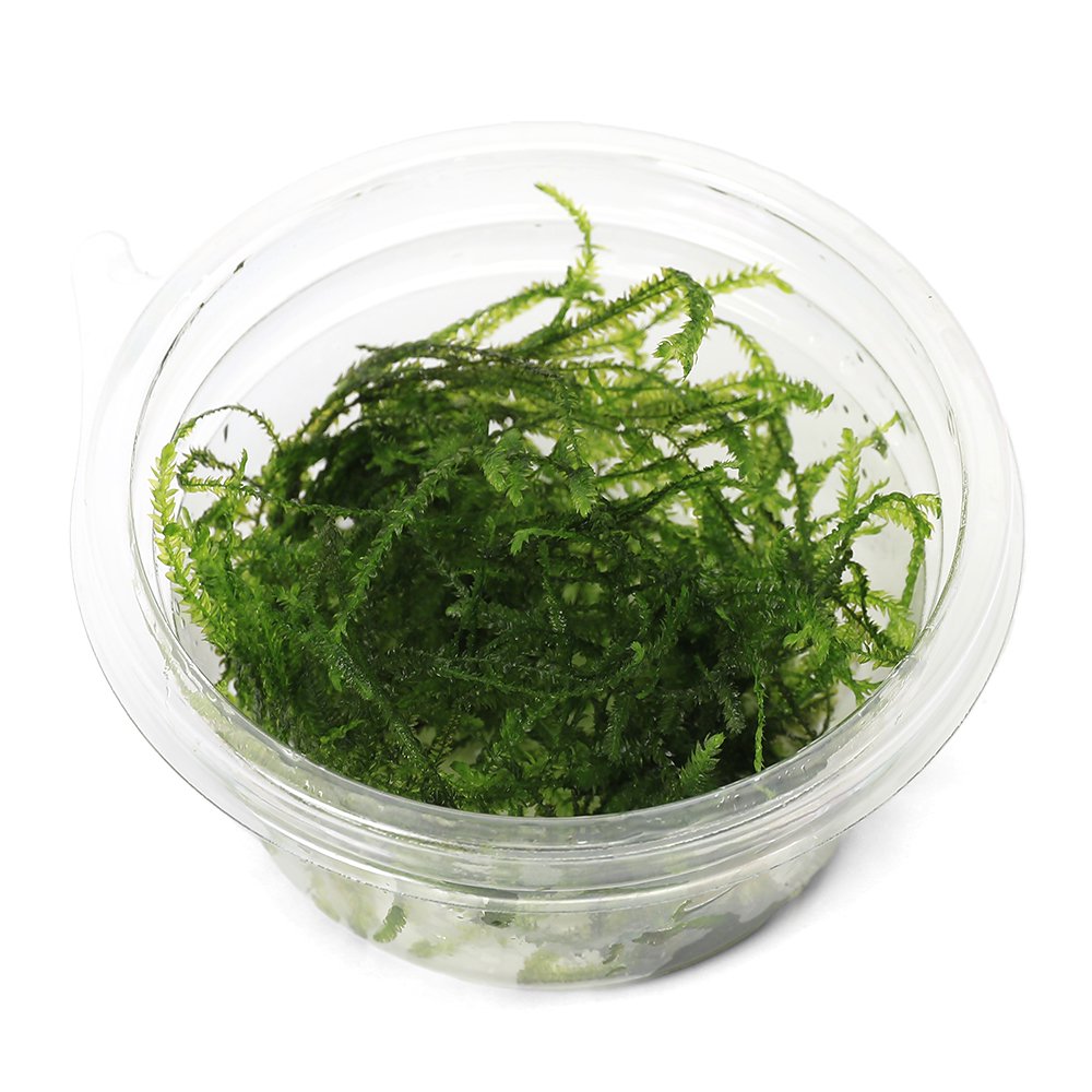 charm 楽天市場店の（水草）モスsp．ピレノポリス（無農薬）（1カップ）｜アングル3