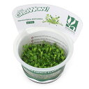 (水草)組織培養GROWOW! グロッソスティグマ(無農薬)(1カップ)