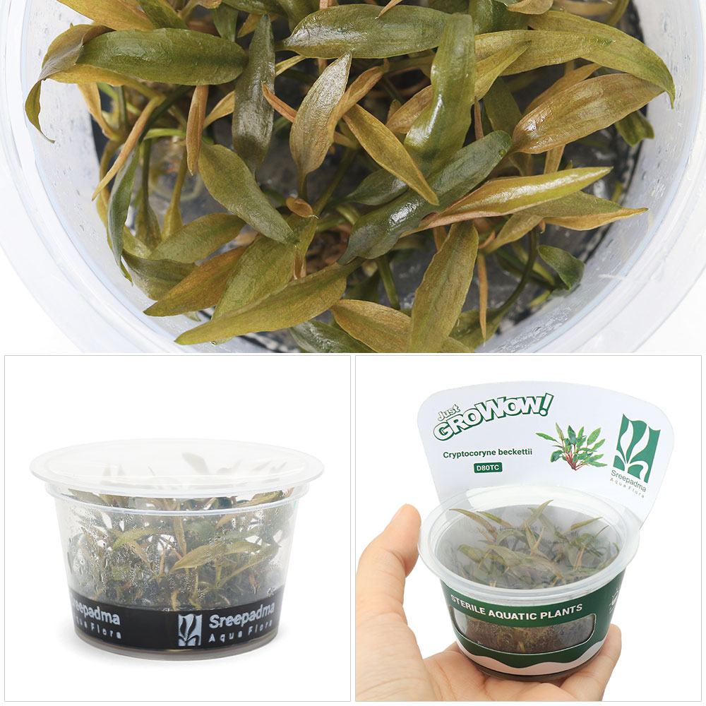 charm 楽天市場店の（水草）組織培養GROWOW！　クリプトコリネ　ベケッチー（無農薬）（1カップ）　D80 TC｜アングル2