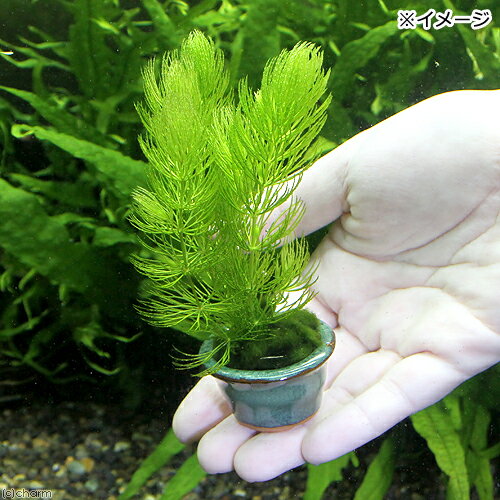 �ʿ����Ʀȭ���ꡡ�ޥĥ��̵�����ˡ�3ȭ�˥������������������������