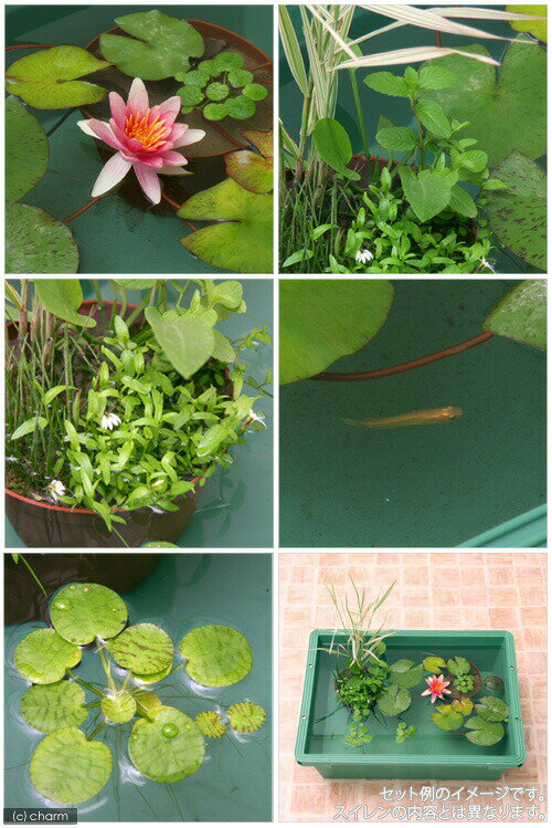 �ʥӥ��ȡ��סˡʤ�������ܳ��ɥӥ��ȡ��ץ��åȡ���������ϡ�ʥ������ˡ��֡ˡ��ҥ�����ա��������ա��ܽ��͹����