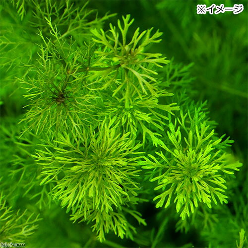 charm 楽天市場店の（水草）ドワーフアンブリア（水中葉）（無農薬）（6本）｜アングル2