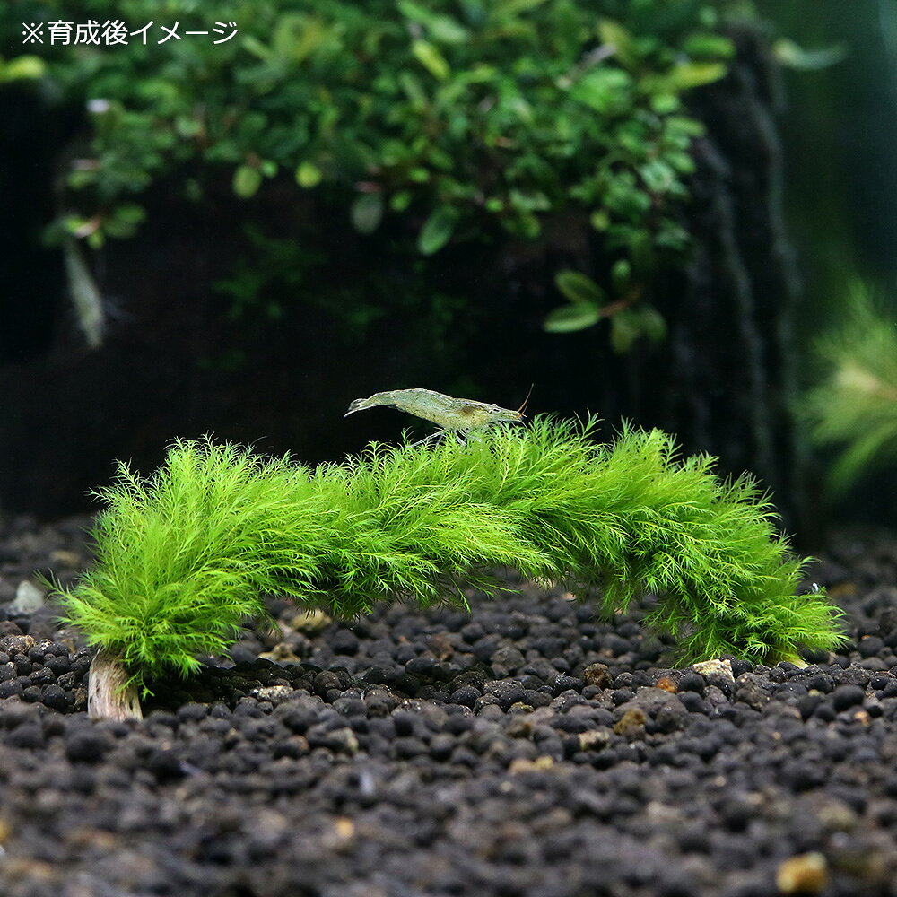 （水草）巻きたて　ウォーターフェザー　スティック流木　Sサイズ（約15cm）（水中...