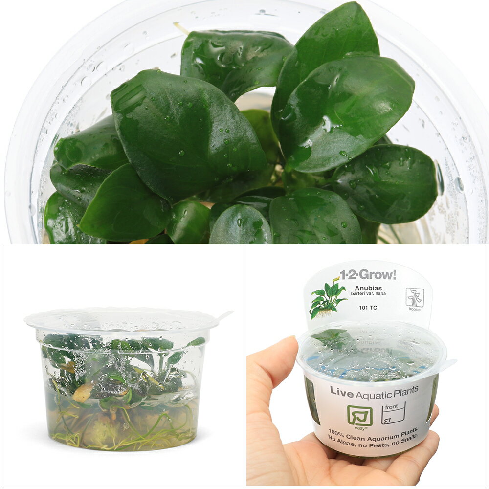 （水草）組織培養1−2−GROW！　アヌビアス　ナナ（無農薬）（1カップ）　101TC