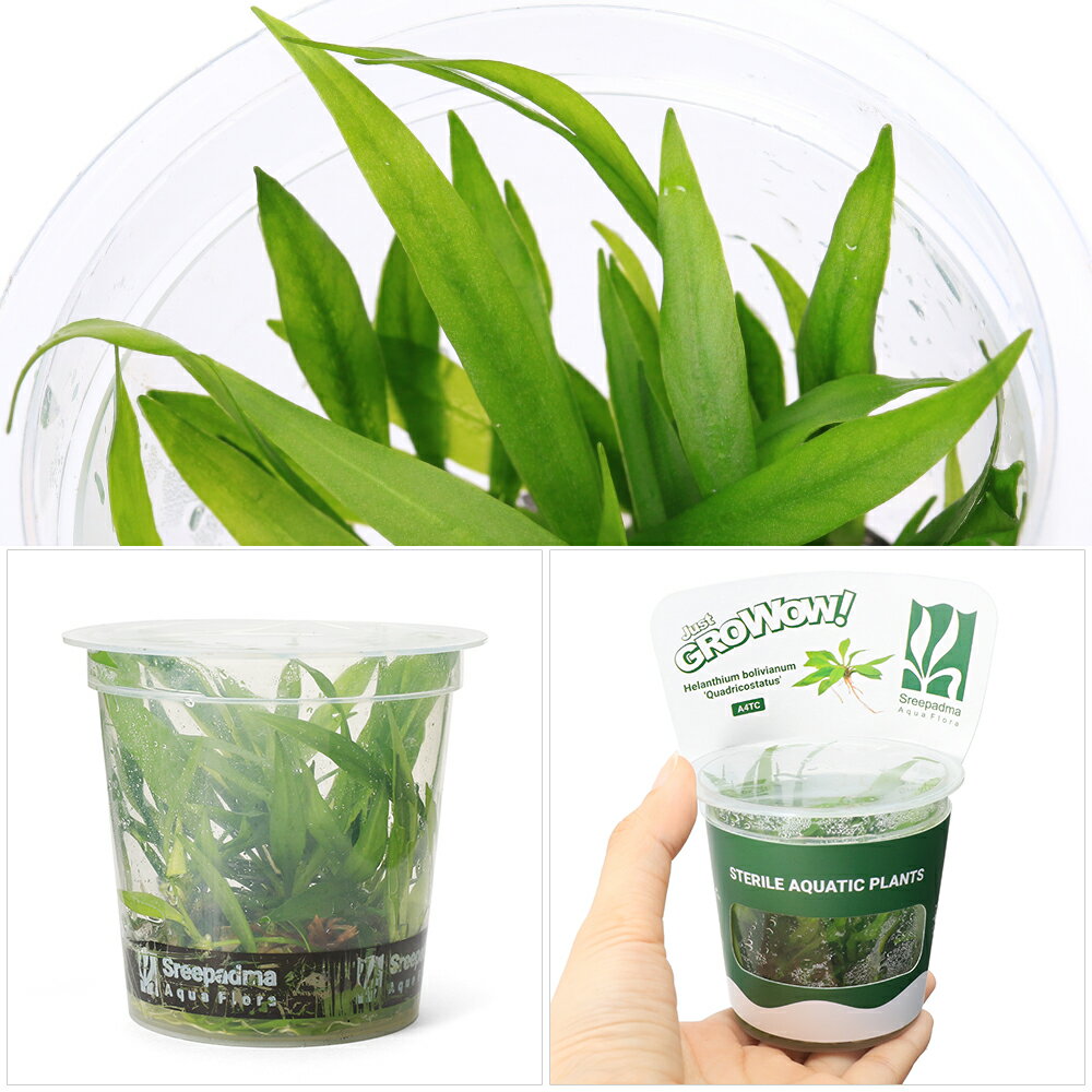 �ʿ�����ȿ�����GROWOW�����������󥢥ޥ����̵�����ˡ�1���åסˡ�A4 TC